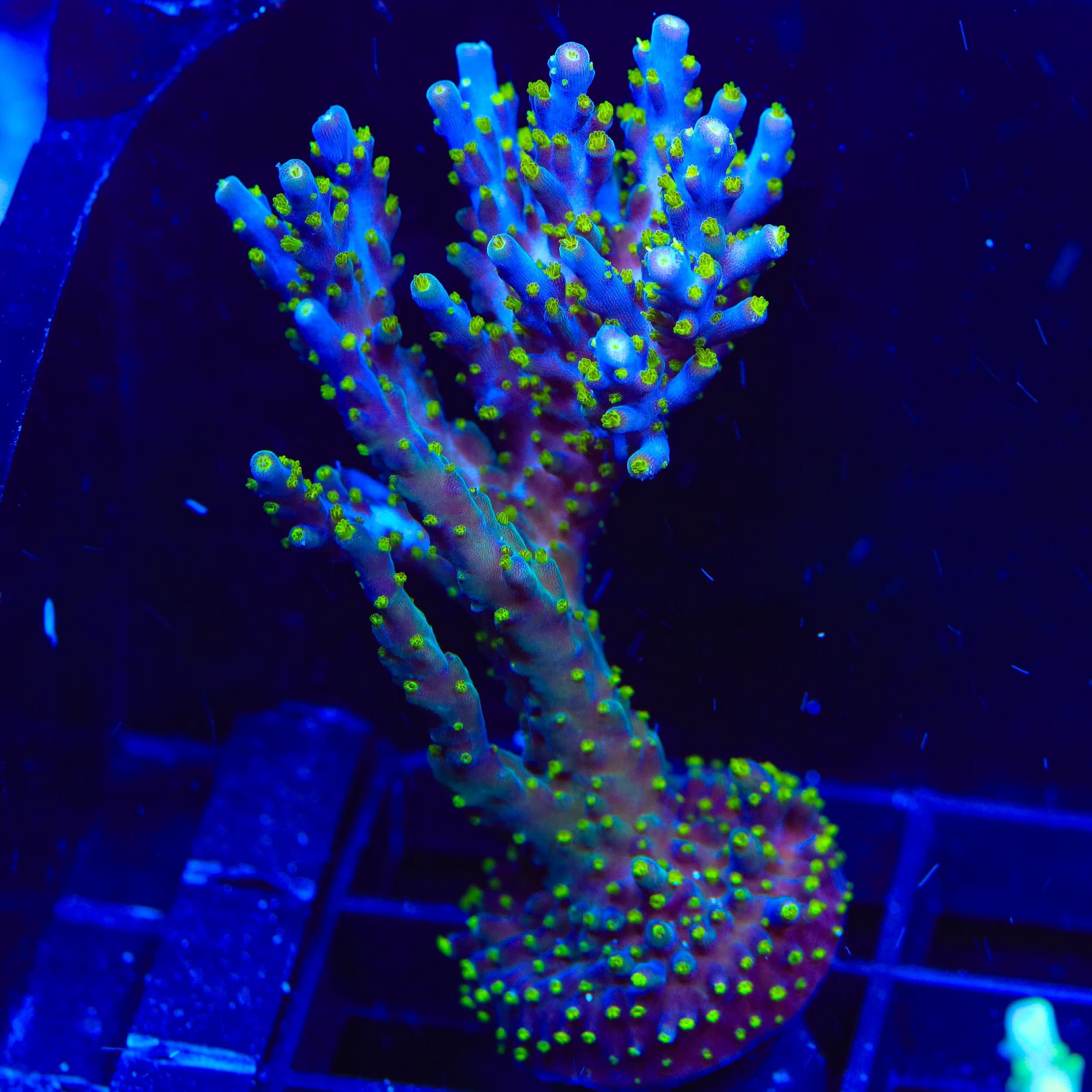 Garf Bonsai Acropora XL Frag Coral
