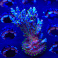 Garf Bonsai Acropora XL Frag Coral