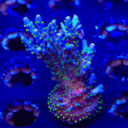 Garf Bonsai Acropora XL Frag Coral
