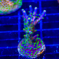 Garf Bonsai Acropora XL Frag Coral