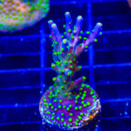 Garf Bonsai Acropora XL Frag Coral