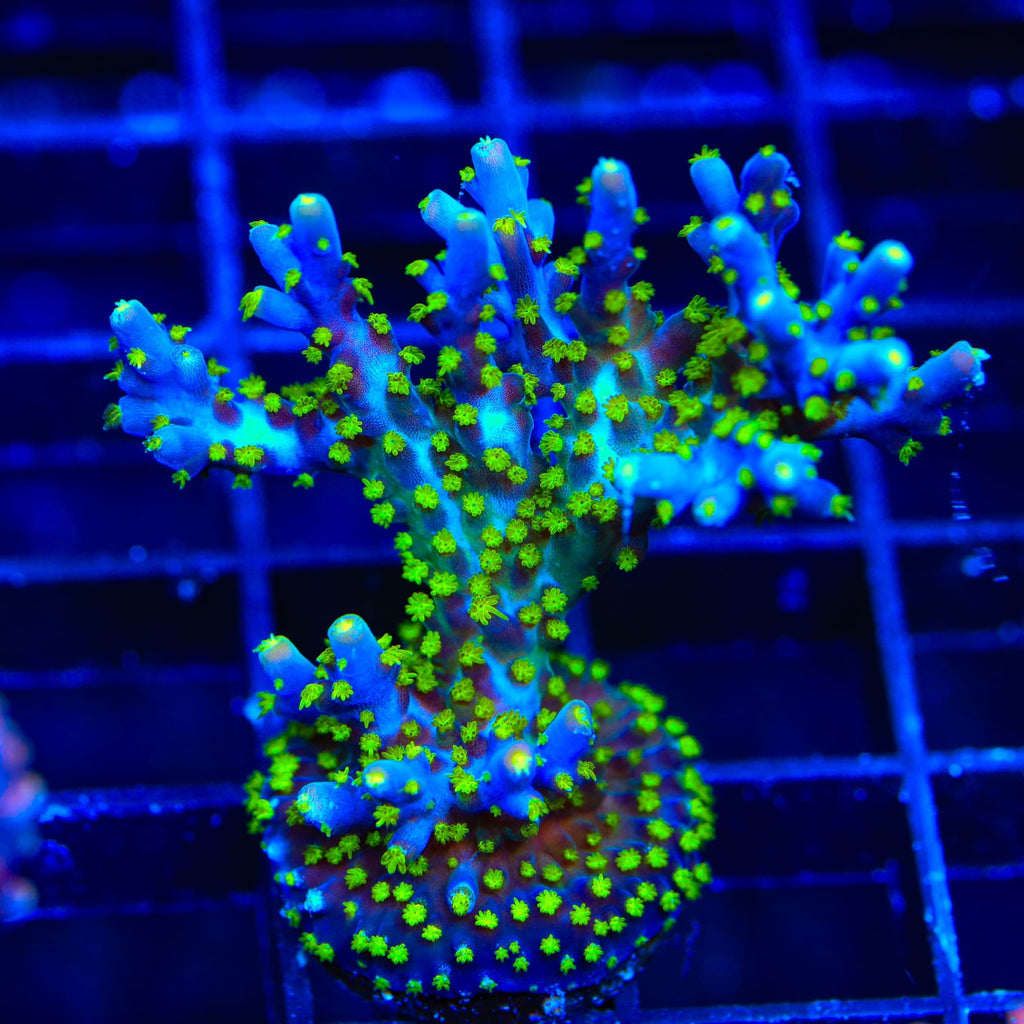 Garf Bonsai Acropora XL Frag Coral