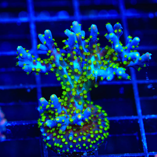 Garf Bonsai Acropora XL Frag Coral