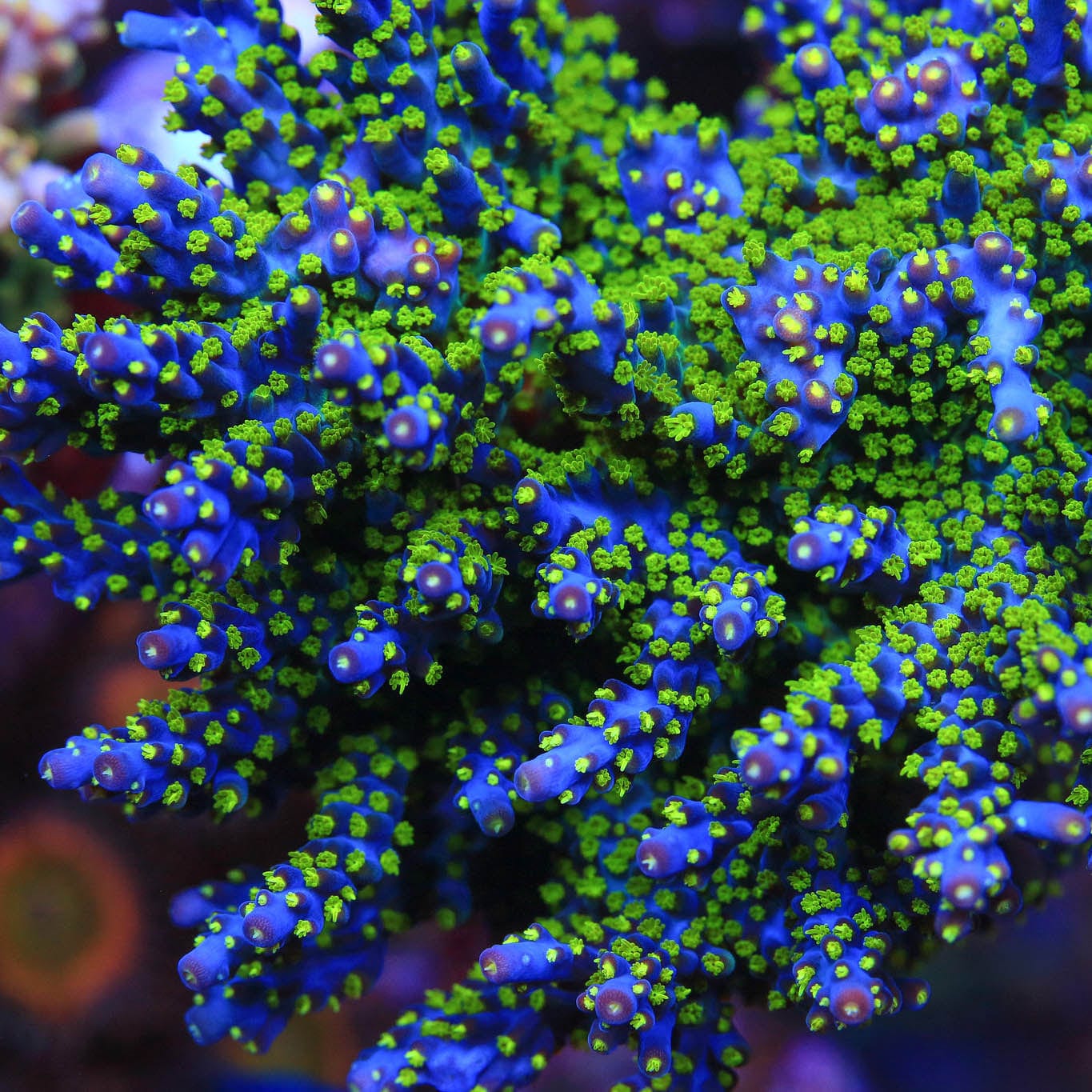 Garf Bonsai Acropora XL Frag Coral