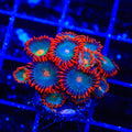 Gatorade Zoanthids Coral