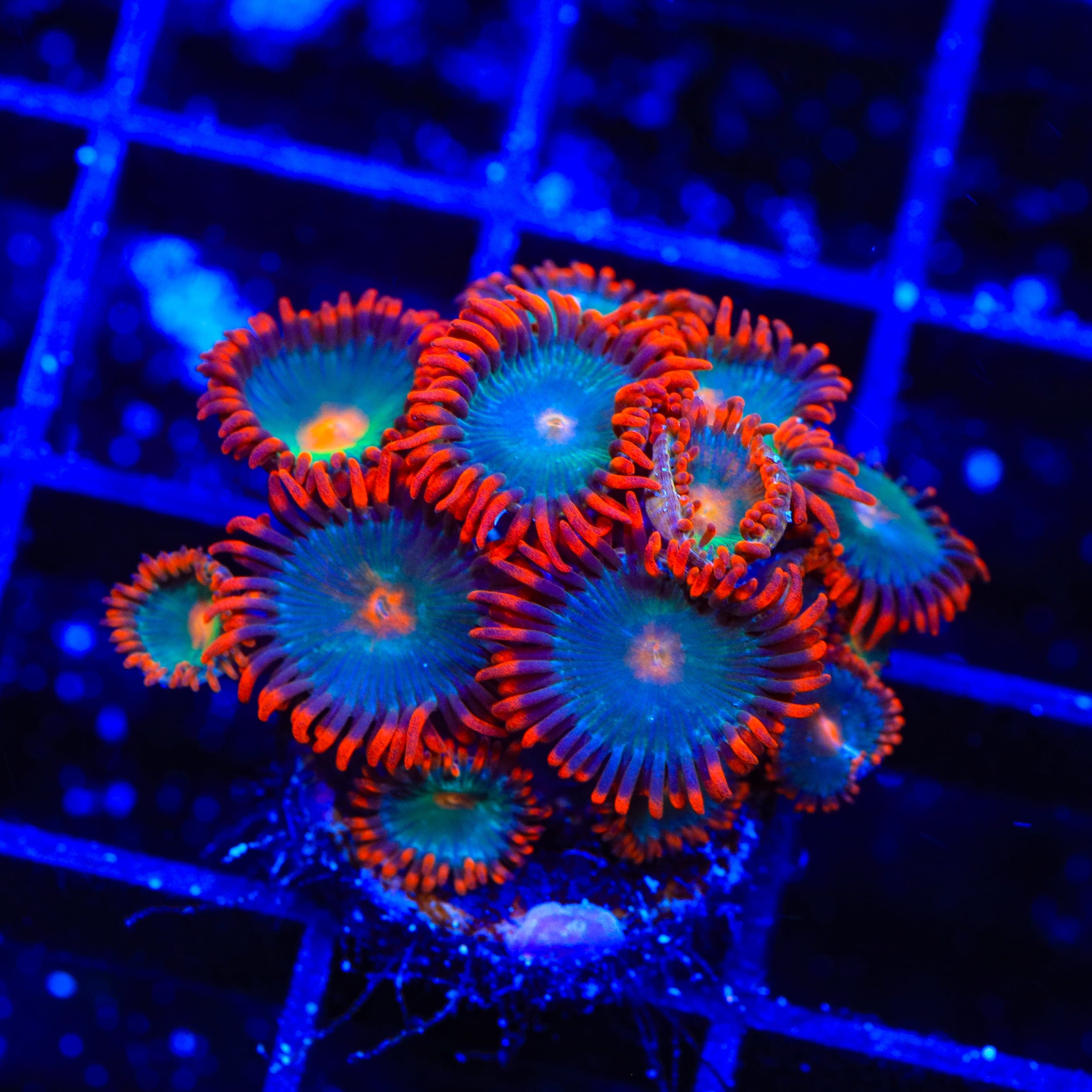 Gatorade Zoanthids Coral