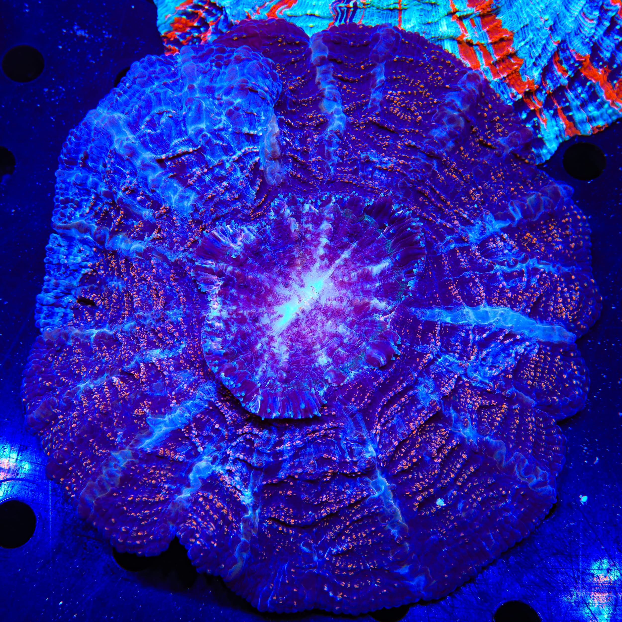 Glitter Acanthophyllia Coral