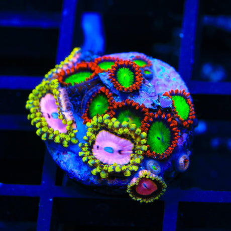 Goblins on Fire and Chemically Altered Combo Zoanthids Coral