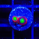 Goblins on Fire Zoanthids Coral