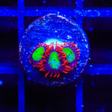 Goblins on Fire Zoanthids Coral