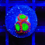 Goblins on Fire Zoanthids Coral