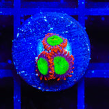 Goblins on Fire Zoanthids Coral