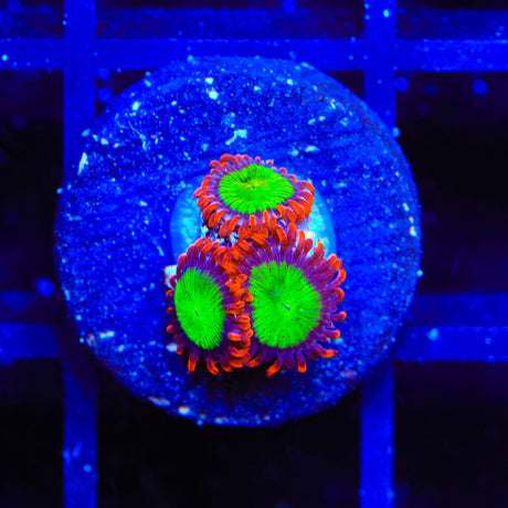 Goblins on Fire Zoanthids Coral