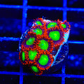 Goblins on Fire Zoanthids Coral