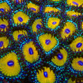 God Beast Zoanthids Coral