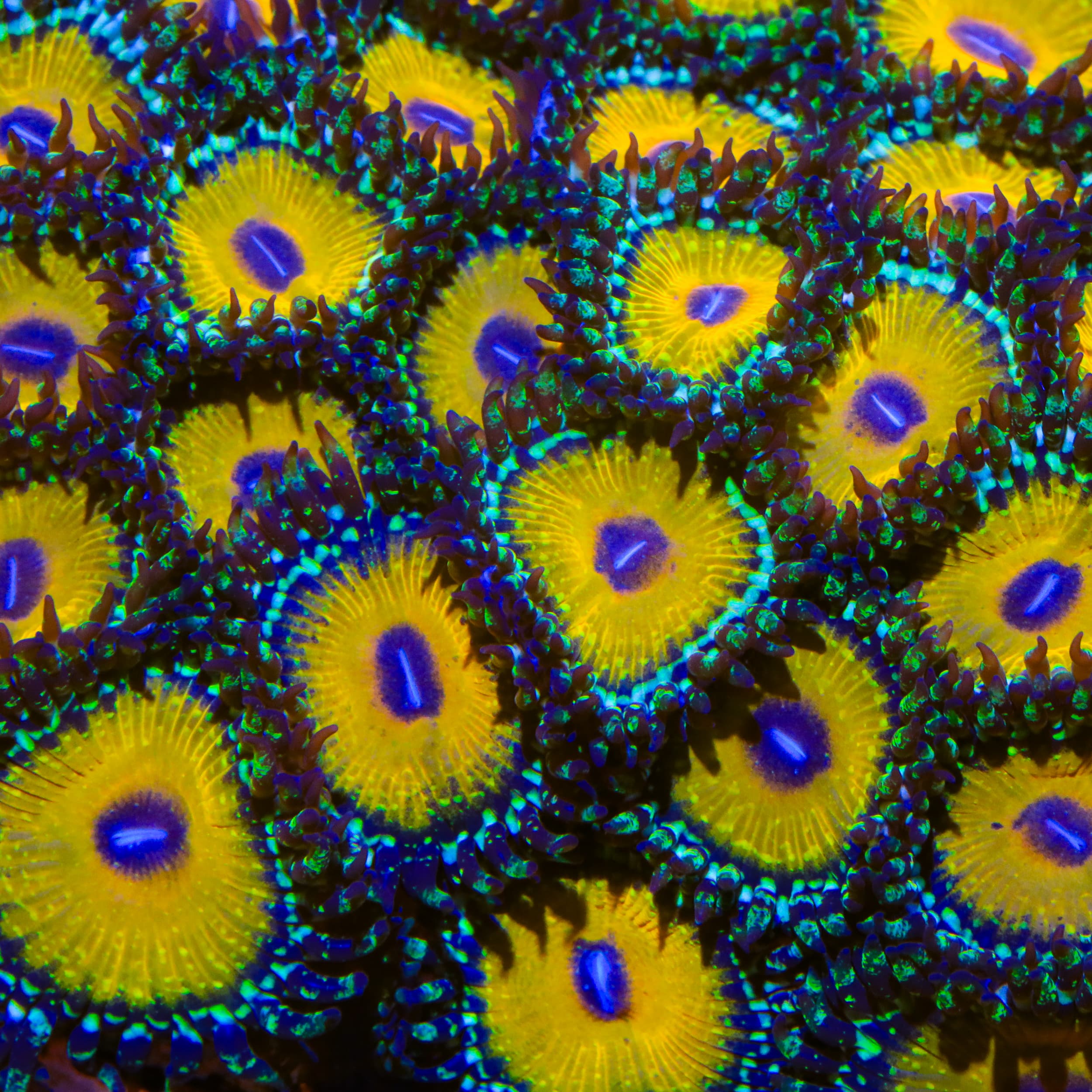 God Beast Zoanthids Coral