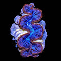 Gold Rimmed Blue Maxima Clam 2"