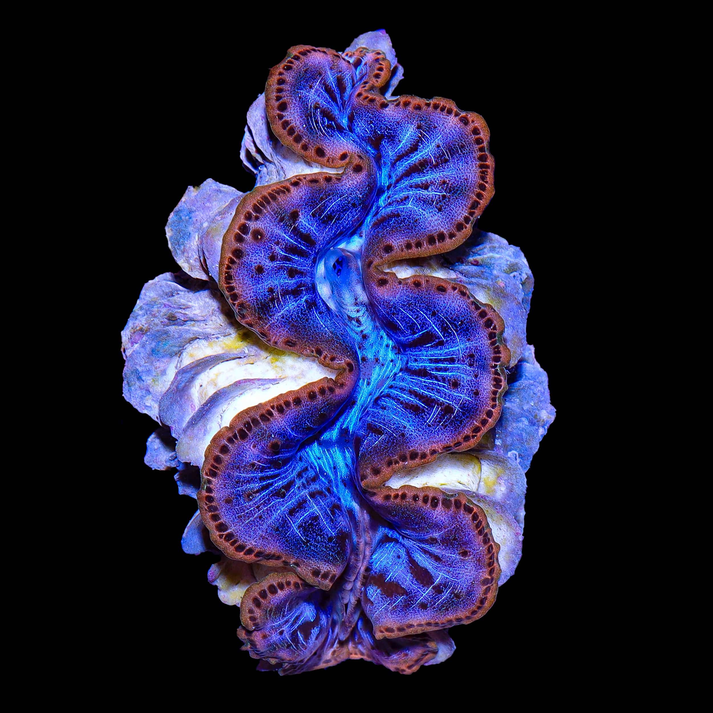 Gold Rimmed Blue Maxima Clam 2"