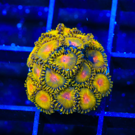 Golden Gods Zoanthids Coral
