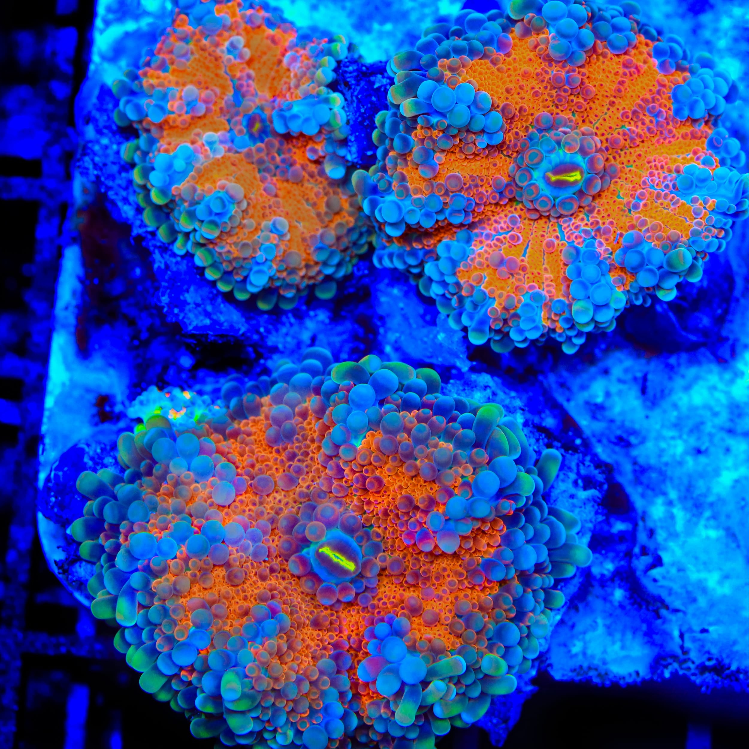 Goldilocks Rainbow Yuma Mushroom Coral