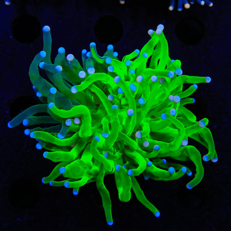 Grafted Holy Grail Torch Coral