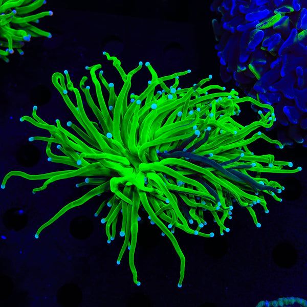 Grafted Holy Grail Torch Coral