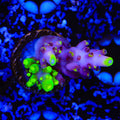 Grafted JF Fox Flame Acropora Coral