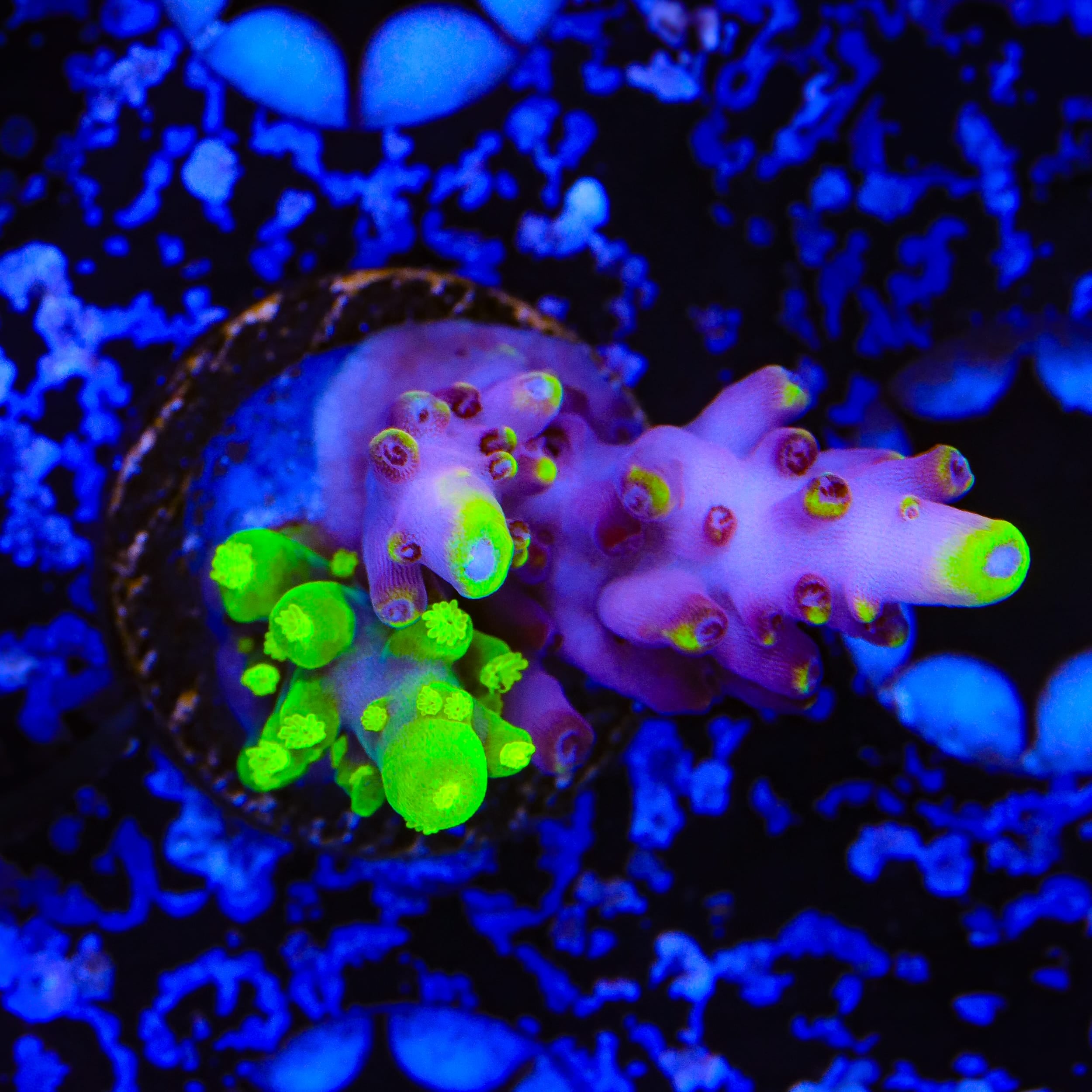 Grafted JF Fox Flame Acropora Coral