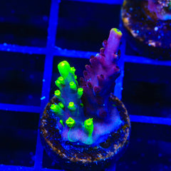 Grafted JF Fox Flame Acropora Coral