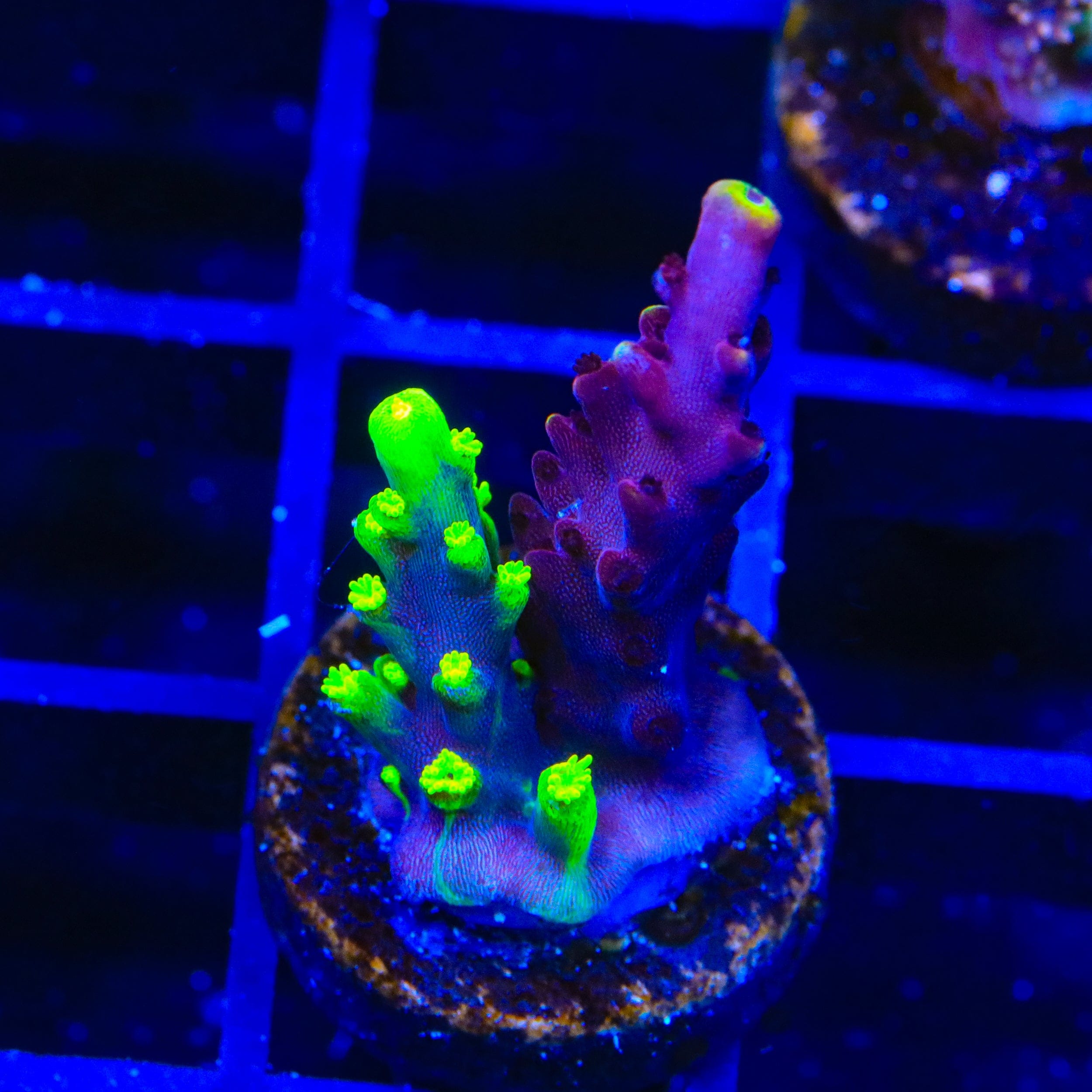 Grafted JF Fox Flame Acropora Coral