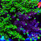 Grafted JF Fox Flame Acropora Coral