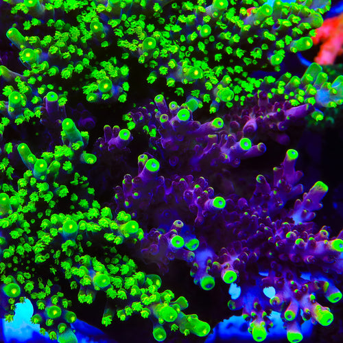 Grafted JF Fox Flame Acropora Coral