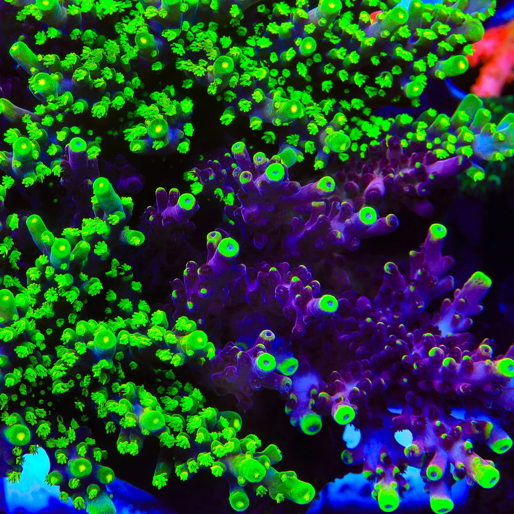 Grafted JF Fox Flame Acropora Coral