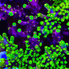 Grafted JF Fox Flame Acropora Coral