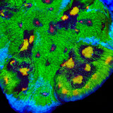 Grafted JF Raja Rampage Chalice Coral