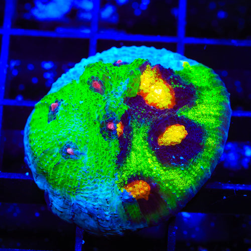 Grafted JF Raja Rampage Chalice Coral