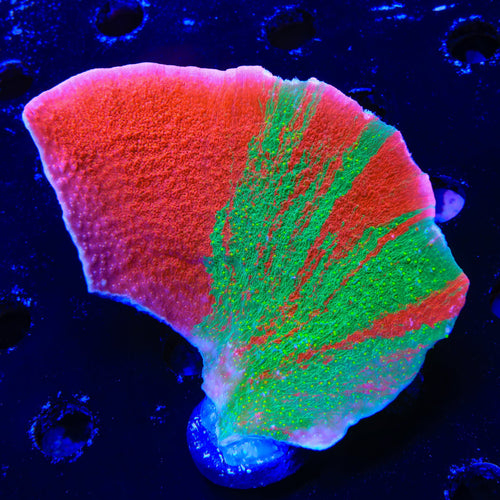 Grafted Montipora Cap Colony Coral
