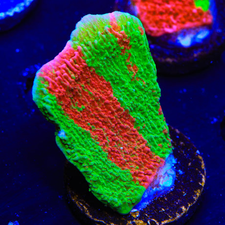 Grafted Montipora Cap Coral