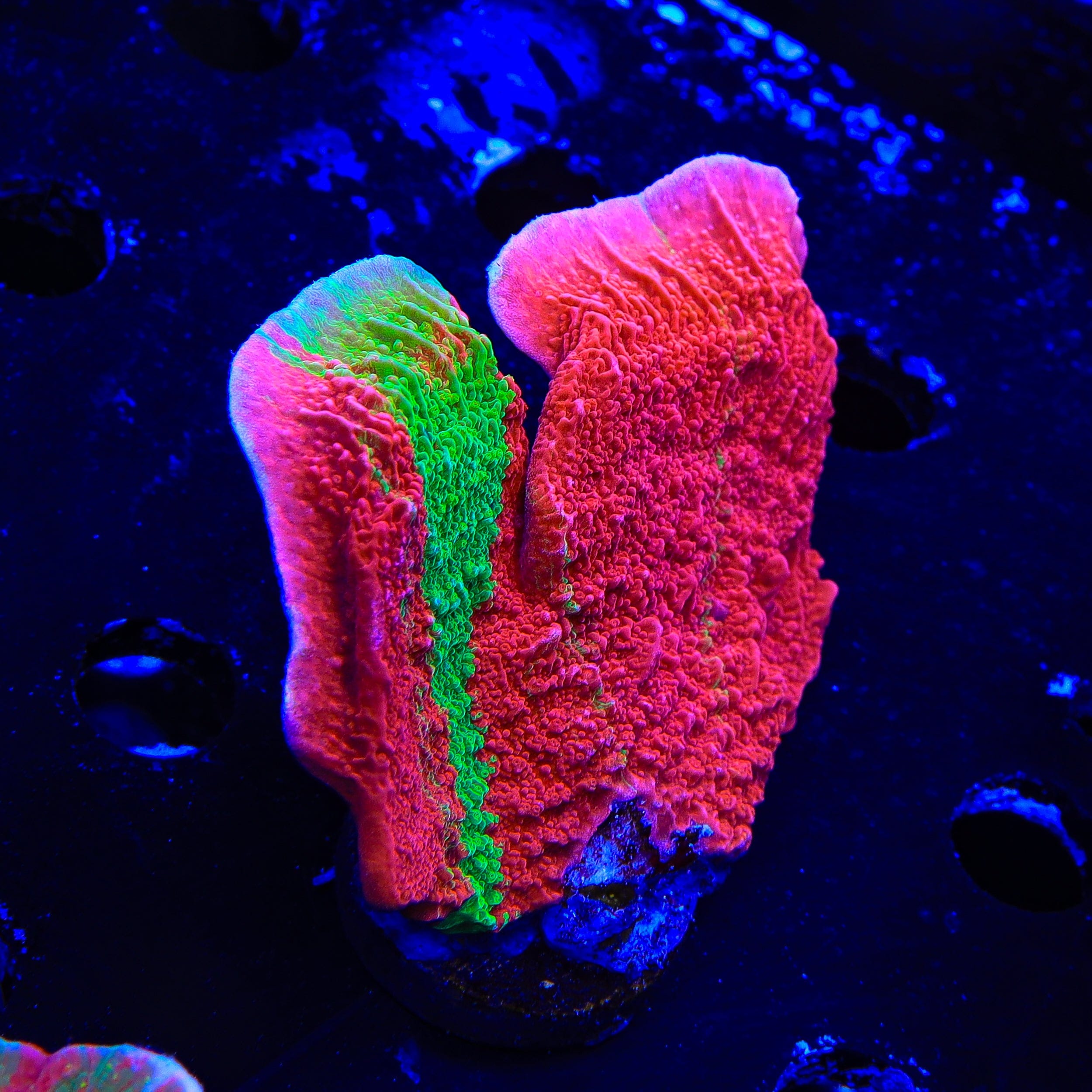 Grafted Montipora Cap XL Frag Coral