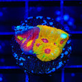 Grafted Split Decision Favia Coral