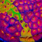 Grafted Split Decision Favia Coral