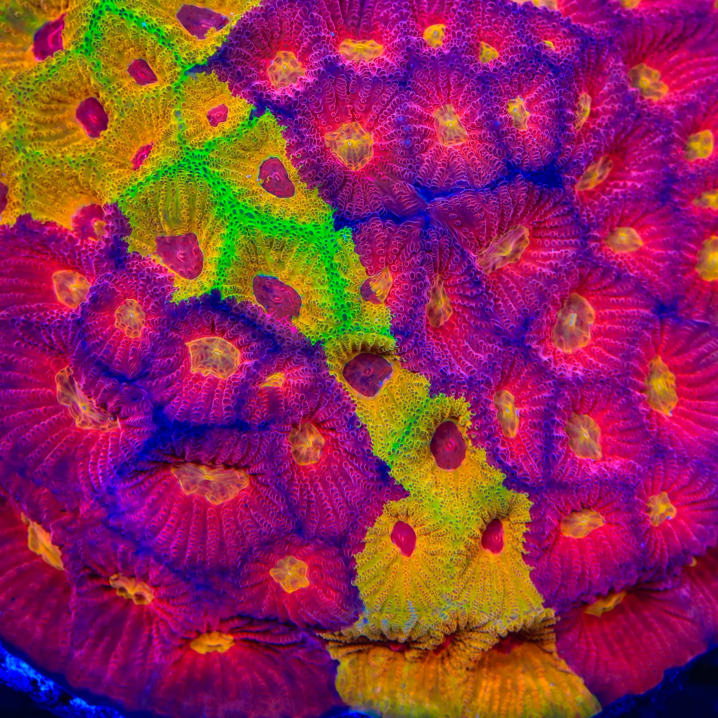 Grafted Split Decision Favia Coral