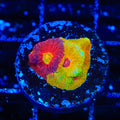 Grafted Split Decision Favia Coral