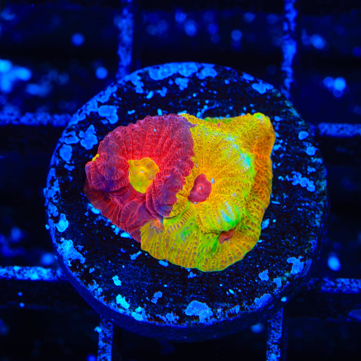 Grafted Split Decision Favia Coral