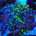 Grafted Two Tone Frogspawn Coral