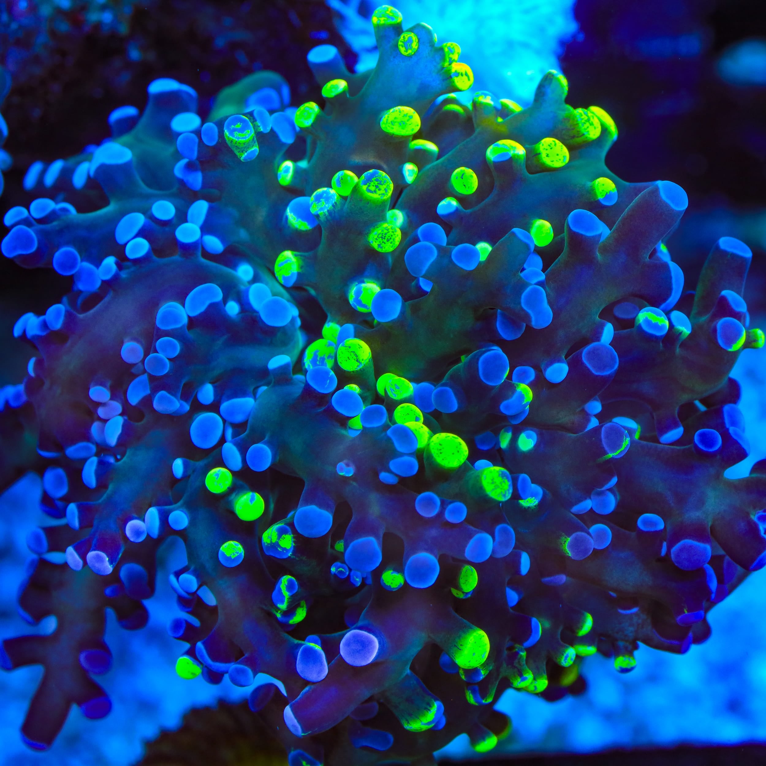 Grafted Two Tone Frogspawn Coral
