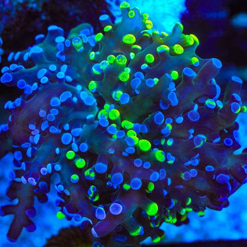 Grafted Two Tone Frogspawn Coral