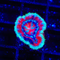 Grafted Ultra Acan Coral