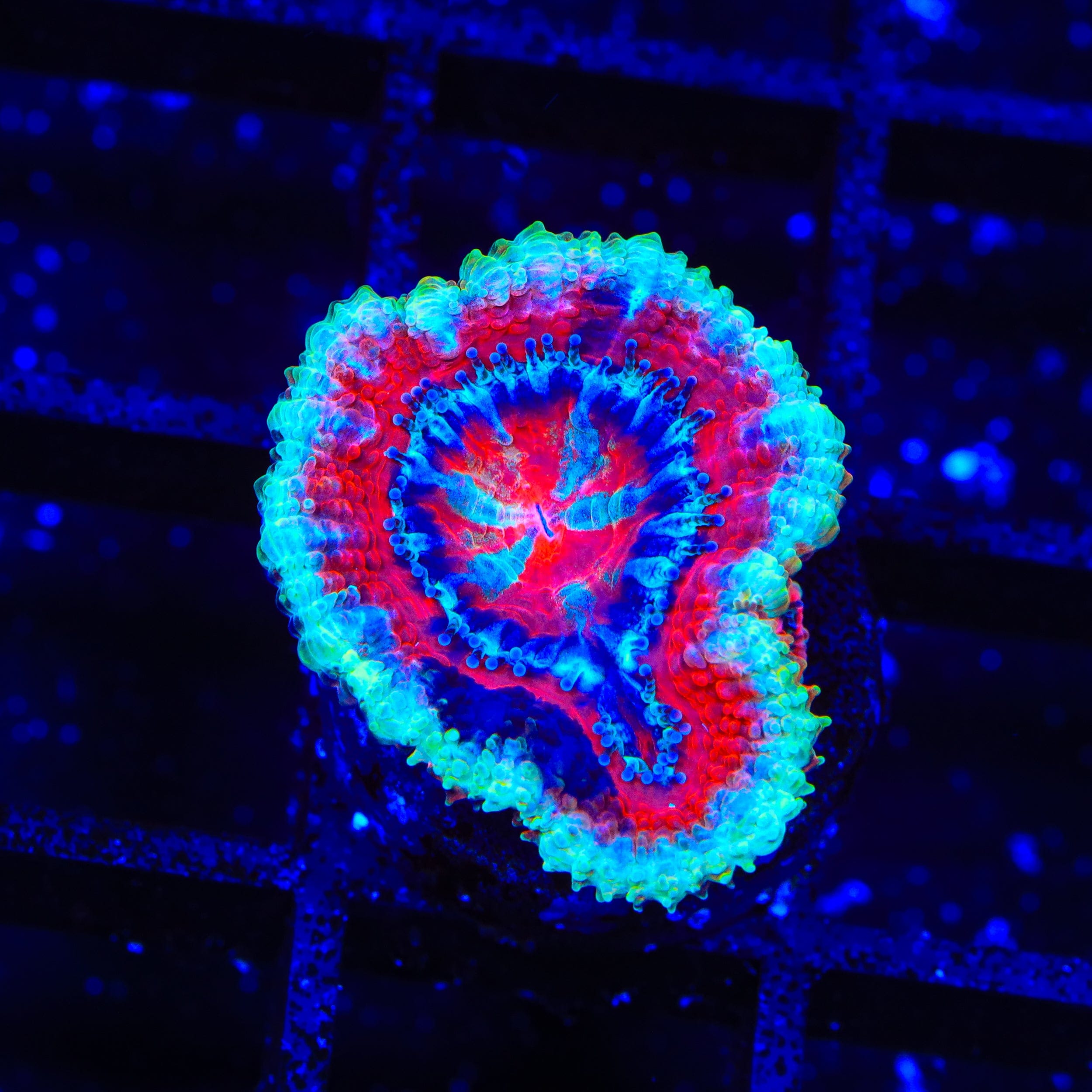 Grafted Ultra Acan Coral