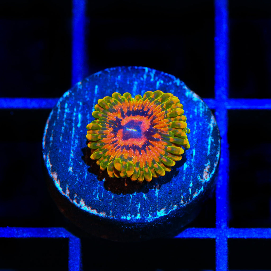 Grand Master Krakatoa Zoanthids Coral